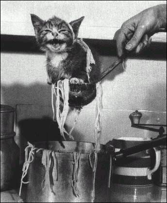 Le chat, la casserole et les pâtes, trouvez la fausse proposition :