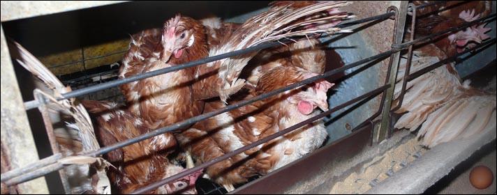 Les poules élevées en batteries ne sortent jamais à l'extérieur, elles ne voient jamais la lumière du jour, leurs becs sont coupés, elles vivent dans un espace grand comme une feuille A4 (16 poules au mètre carré).