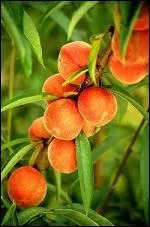 Quel accessoire vous sera-t-il utile pour pratiquer l'activit dont le nom est le mme que celui de ce fruit, qui est parfois  de vigne  ?