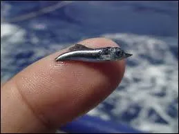 Cette photo est exceptionnelle, peut-tre mme unique, je vous prsente un bb marlin bleu !