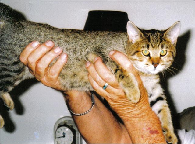 Ce chat issu du croisement entre deux félins hybrides, le Chausie et le Pixie-Bob, peut peser plus de vingt kilos. C'est :