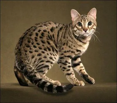 Chat hybride le plus connu, il est le rsultat d'un croisement entre une chatte domestique et un Chat Lopard du Bengale mle. C'est :