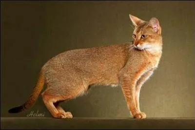 Ce chat, rsultant du croisement entre une chatte domestique (Abyssin ou Oriental) et un Chaus mle (Chat des marais ou Lynx des marais) est :
