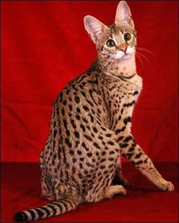 Quel est ce chat rare, rsultant du croisement entre une chatte domestique (Oriental ou Ocicat) et un Serval africain mle ?