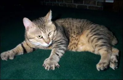 Le croisement entre une chatte domestique et un Bobcat mle, lynx roux d'Amrique, donne naissance  ce chat  la queue courte et paisse. La polydactylie est accepte chez :