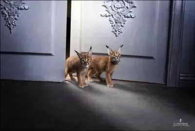 Le croisement entre une chatte domestique Abyssin et un lynx Caracal mle donne naissance  :