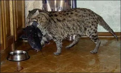 Cet hybride de chatte domestique et Chat Pcheur ou Chat viverrin, flin de Sumatra, est rcent. La plupart des mles sont encore striles. Ce chat de grande taille qui aime l'eau est :