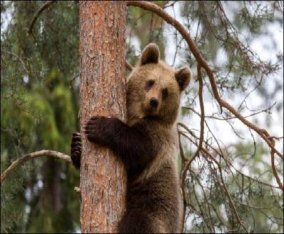 Animaux - Quelle espèce d'ours n'existe pas ?