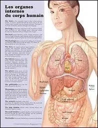 Sciences - Quel est l'organe le plus transplant dans le monde en 2013 ?