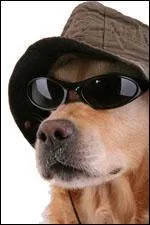 En France, un animal peut-il hriter ?