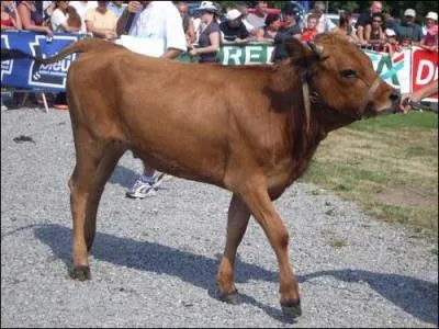 En photo une gnisse d'Abondance : A quel ge les premires cornes de la vache apparaissent-elle ?