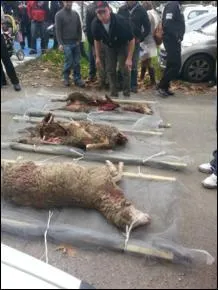 Nouvelles de Gap : Pour la troisime fois un troupeau est attaqu par les loups, o se situe l'action ?