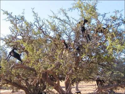 Au Maroc, quel animal digre les noix d'argan dont les noyaux trs durs taient ensuite rcuprs et transforms en huile ?