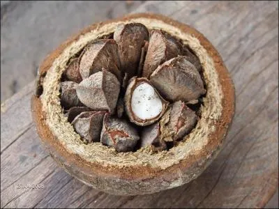 Que signifie l'expression   la noix  ?