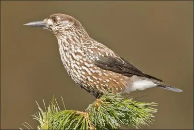 Qu'est-ce qu'un casse-noix ?