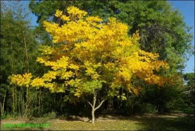 De quel arbre proviennent les noix de lavage contenant des saponines et utilises comme lessive biologique ?