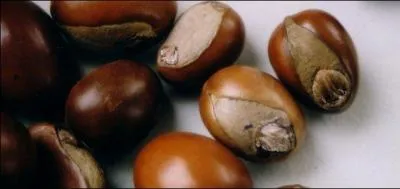 Les noix sur la photo sont des noix de... ?