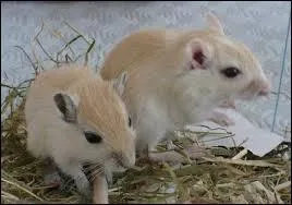 Place  ces deux rongeurs qui ont l'air d'tre contents. De quelle race sont-ils issus ?