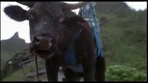 A quel dinosaure donne-t-on la vache ?