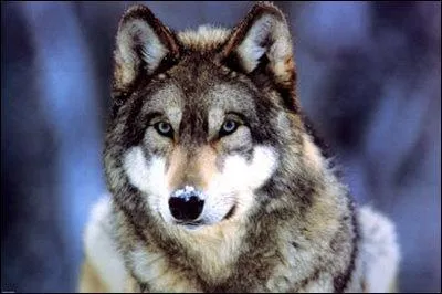 Quel est le nom de cet animal ?