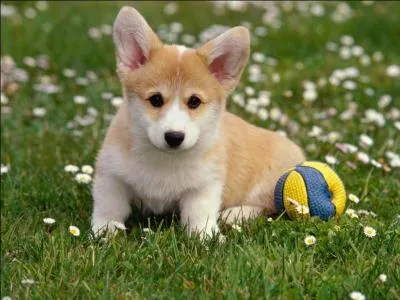 Quel est le nom scientifique du chien ?