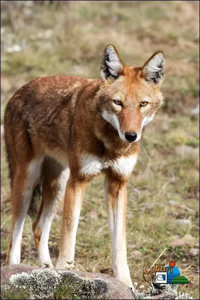 Quel est cet animal ?