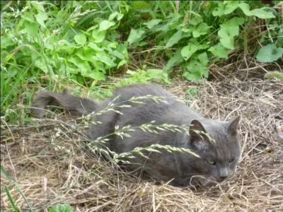 Quand toile de Feu reoit ses neuf vies, qui lui donne celle de la compassion ?