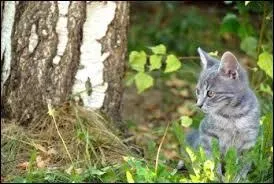 Aprs s'tre dcid  aller dans les bois qui rencontre-t-il ?