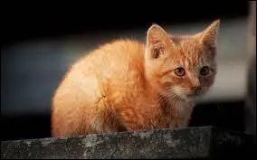 Sous quel nom devient-il apprenti ?