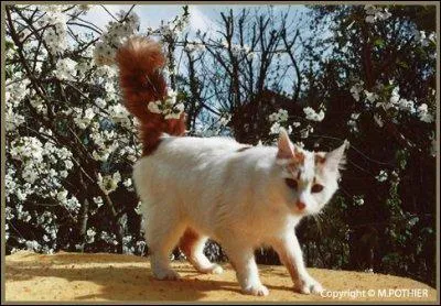 Il dcouvre que Griffe de Tigre a assassin quelqu'un, mais qui ?