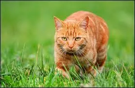 Nuage de Feu reoit enfin son nom de guerrier : lequel et avec qui ?