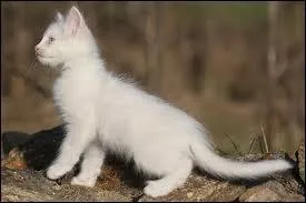 Quel est le nom du dernier fils de Perce-Neige et comment meurt-il ?