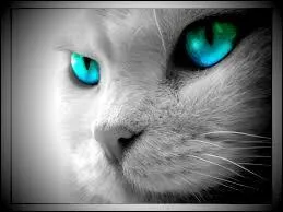 Comment toile Bleue meurt-elle ?