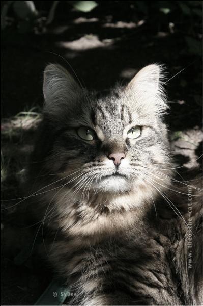 Qui a écrit dans un poème bien connu "Mon chat sur le carreau cherchant une litière, agite sans repos son corps maigre et galeux ... " (sans doute un jour de cafard ! )