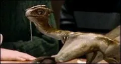 Hagrid a gagn un dragon dans un pub, Norbert. De quelle race est-il ?