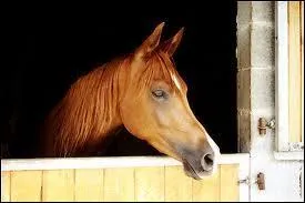Le cheval de club passe combien de temps dans son box ?