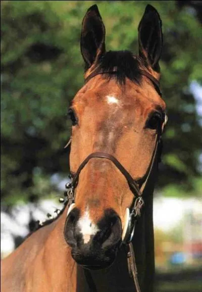 Le cheval est un animal ...