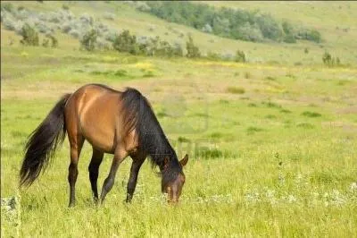 Est-ce qu'un cheval qui vit au pr a besoin d'tre ferr ?