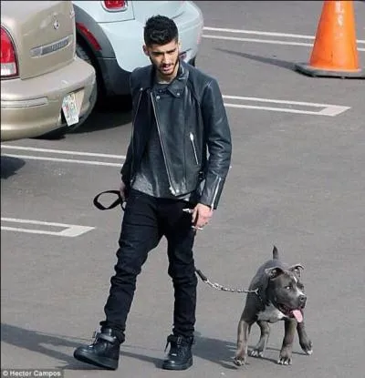 Comment s'appelle le chien de Zayn Malik ?