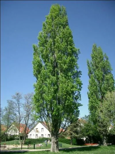 Quel est donc cet arbre qui ne manque pas de souplesse ?