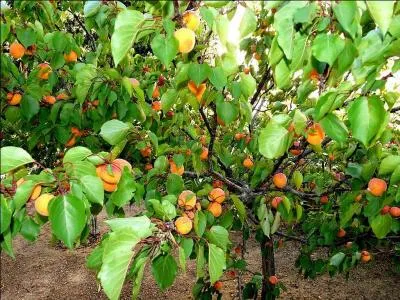 On est bien content de trouver cet arbre pour se protger de la pluie en bord de mer :