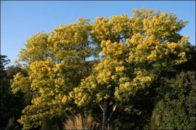 Produit par une Olive bien connue :