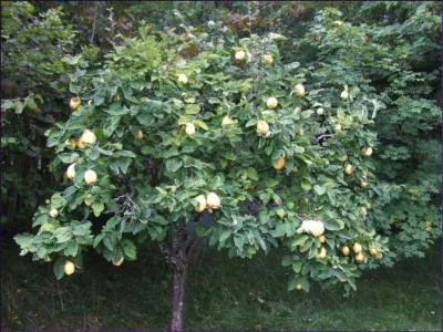 Les fruits de cet arbre ne risquent pas d'tre ronds !