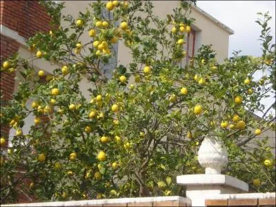 Sa production vous donnera encore une demi-douzaine de troncs !