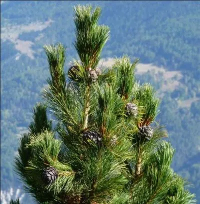 Cet arbre est un aliment sans rcipient, pas de pot !
