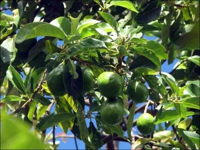 Il ne porte pas le fruit dfendu, mais celui qui dfendra !