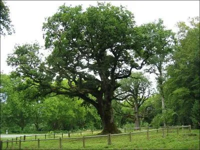 Un arbre sous lequel tout le monde peut tomber !
