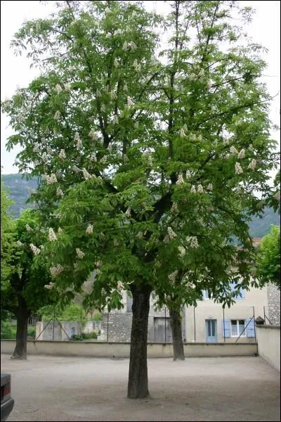 Arbre dont il vaut mieux de ne pas prendre le fruit !