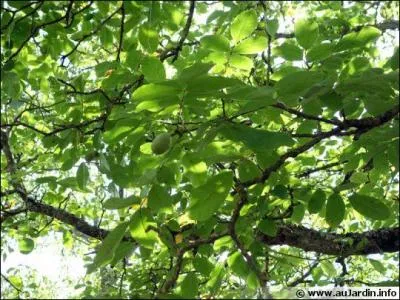 Les pompiers ne peuvent plus rien pour lui !