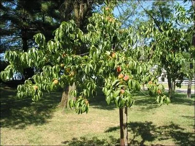 Il vous conduit tout droit au confessionnal :